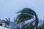Palm tree storm